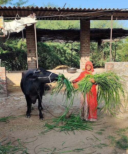 Godwad Fodder & Agri Producer Company Limited